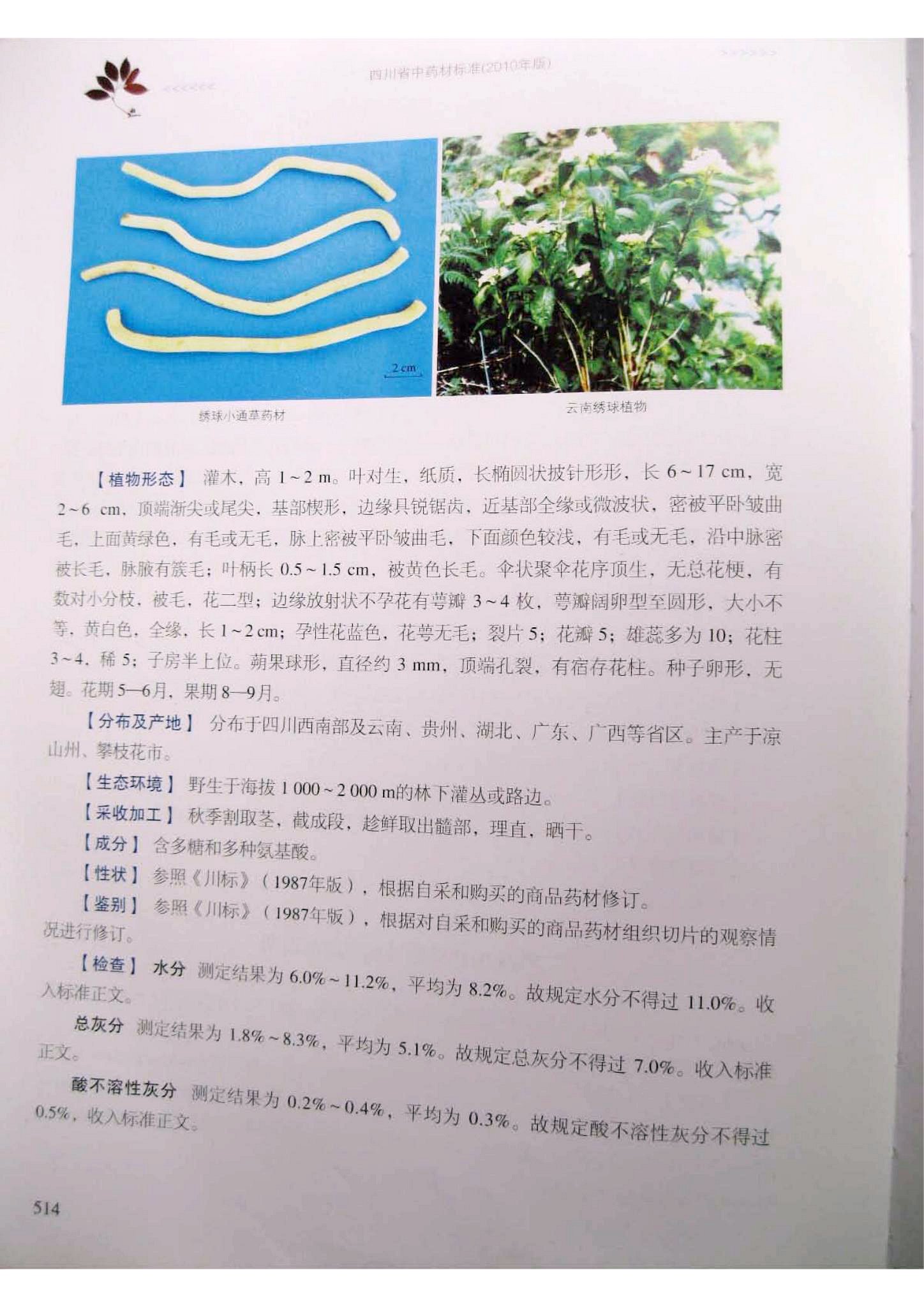 绣球小通草冒充小通草图片